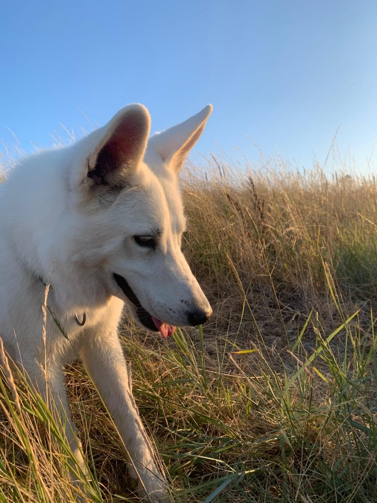 Nova, de witte herder van Suzanne, ligt ontspannen op het terras en kijkt naar de camera.